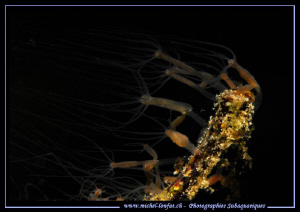 A colony of hydra on a branch... :O)... by Michel Lonfat 